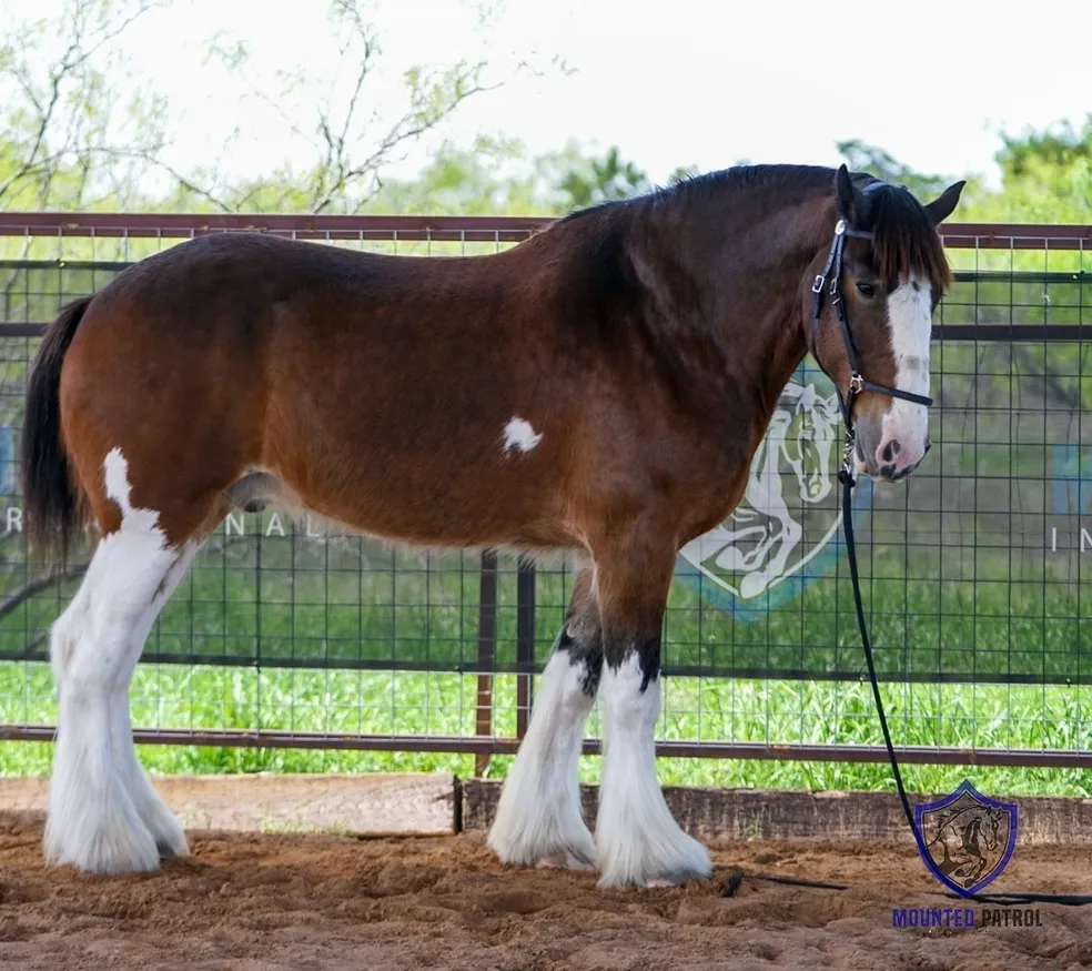 Brown and white horse standing in pen.