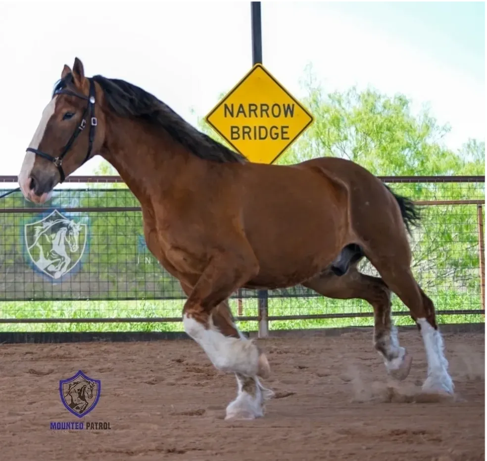 Brown horse running near narrow bridge sign.
