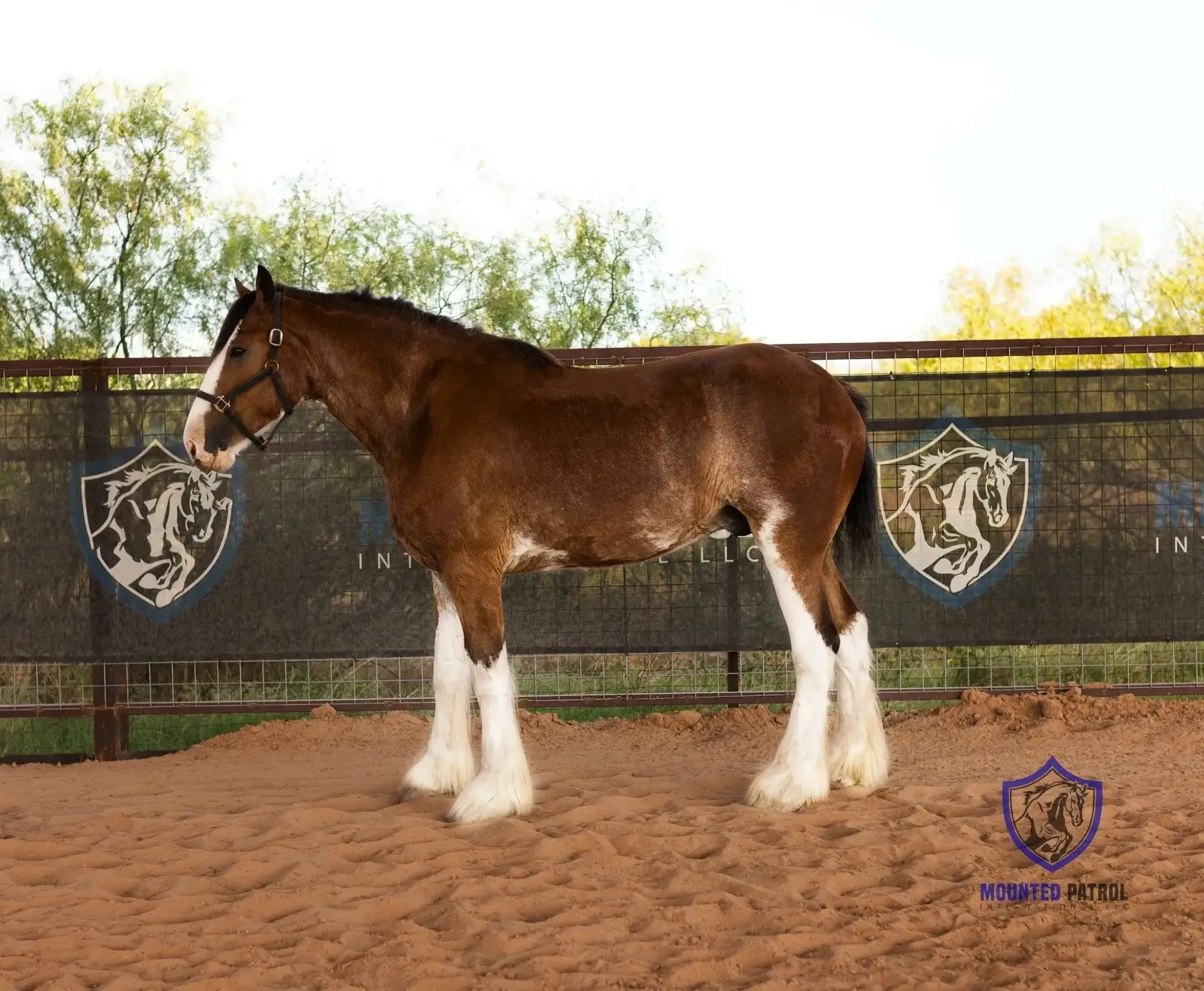 Brown horse standing in a sandy arena.